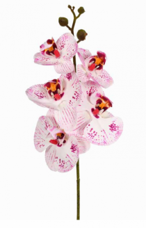HT ORQUIDEA PHALAENOPSIS X5 3D PURPURA - Distribuidora 12 de Outubro