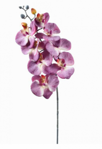 HT ORQUIDEA PHALAENOPSIS X9 MALVA - Distribuidora 12 de Outubro