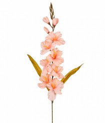 HT GLADIOLOS X10 SALMAO - Distribuidora 12 de Outubro