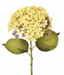 HT HORTENSIA AMARELO OUTONO - Distribuidora 12 de Outubro