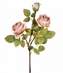 HT ROSA X3 CAFE - Distribuidora 12 de Outubro