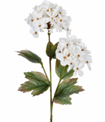 HT HORTENSIA X2 UV CREME - Distribuidora 12 de Outubro