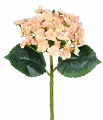 HT HORTENSIA SILVESTRE CREME ROSA - Distribuidora 12 de Outubro