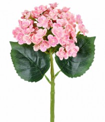 HT HORTENSIA SILVESTRE ROSA - Distribuidora 12 de Outubro