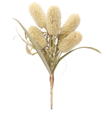 BQ RABO DE RAPOSA X5 CREME - Distribuidora 12 de Outubro