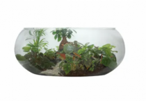 TERRARIO PEQUENO 08 X 19 - Distribuidora 12 de Outubro