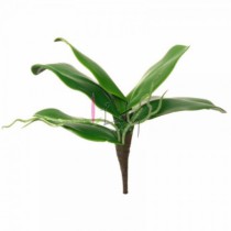 FOLHA DE ORQUIDEA PEQUENA COM RAIZ - Distribuidora 12 de Outubro