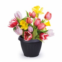 VASO  2,50   LTS BLACK - Distribuidora 12 de Outubro