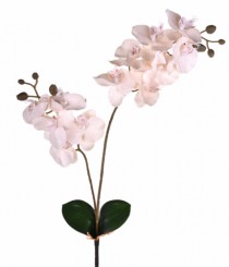 HT ORQUIDEA X2 COM FOLHAS BRANCO - Distribuidora 12 de Outubro